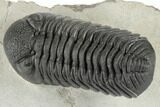 Very Nice, Large, Morocops Trilobite - Excellent Eyes #197134-3